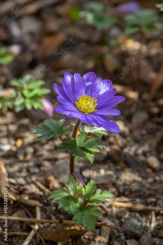 Anemone blanda Grecian winter windflower flowers in bloom, beautiful ornamental blue purple violet plant in bloom in springtime