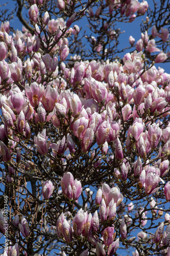 Magnolia soulangeana also called saucer magnolia flowering springtime tree with beautiful pink white flower on branches