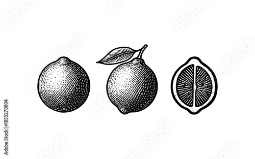 Vintage lemon art: hand drawn citrus collection with detailed cross section
