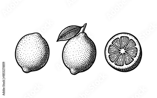 Hand drawn citrus fruit set with whole and sliced lemons