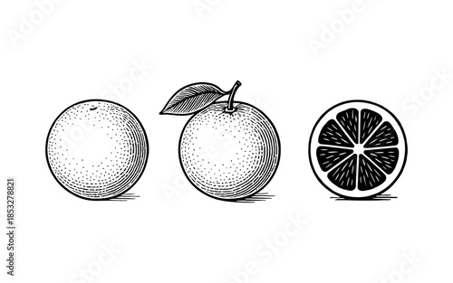 Hand-drawn citrus fruit trio with rustic black and white detailing