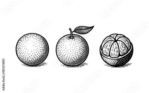 Vintage hand drawn citrus fruit sketches with halves and leaves