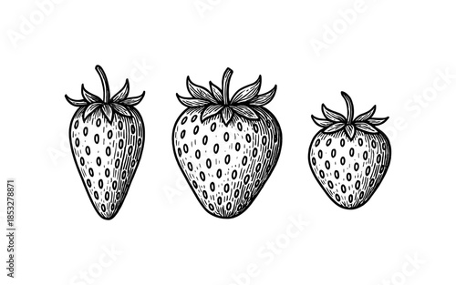 Hand drawn strawberries trio with intricate details in black and white