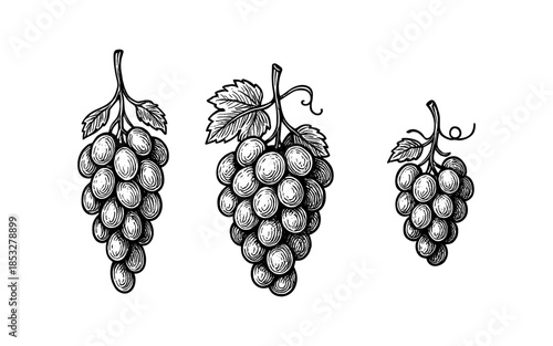 Vintage black and white engraving of grapes with leaves on white background
