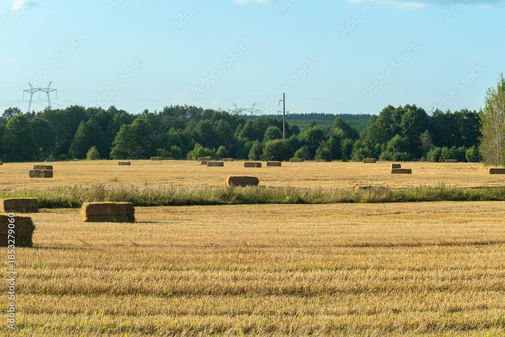 Fototapeta premium Hay bales scattered across harvested field. Golden hay bales on rural farmland after harvest with forest background. Agricultural landscape with rectangular hay bales on stubble field.