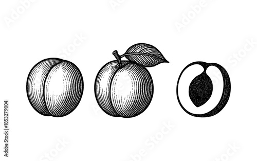 Vintage botanical engraving of plum with whole, leaf, and halved view
