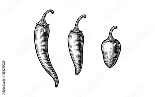 Detailed hand drawn chili peppers set: vintage botanical art for culinary decor