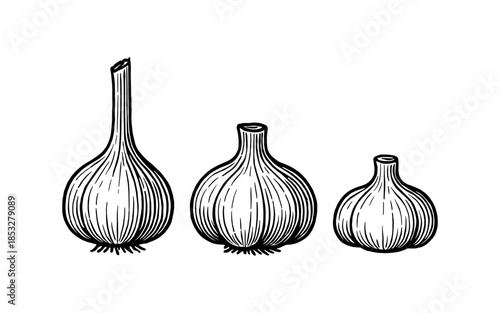 Hand drawn garlic set with bulbs and stems in black and white