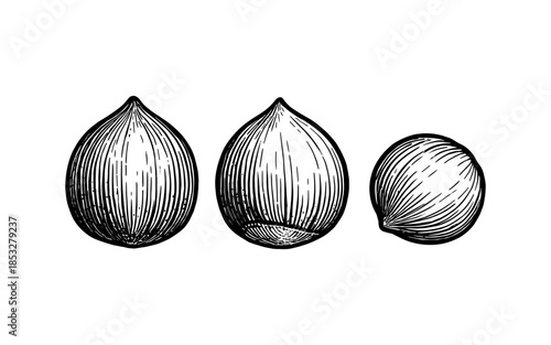 Detailed hand drawn hazelnuts set in black and white