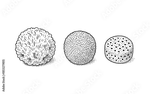 Hand drawn exotic fruits collection featuring lychee, kiwi, and longan