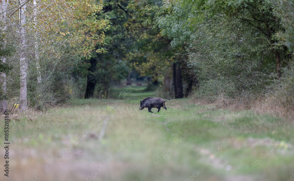 Obraz premium A wild boar walks along a trail in a forest