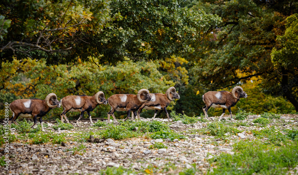 Obraz premium Herd of majestic mouflon walking in forest in autumn