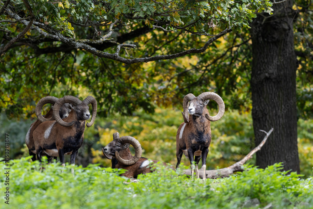 Obraz premium Herd of majestic mouflon standing in forest in autumn