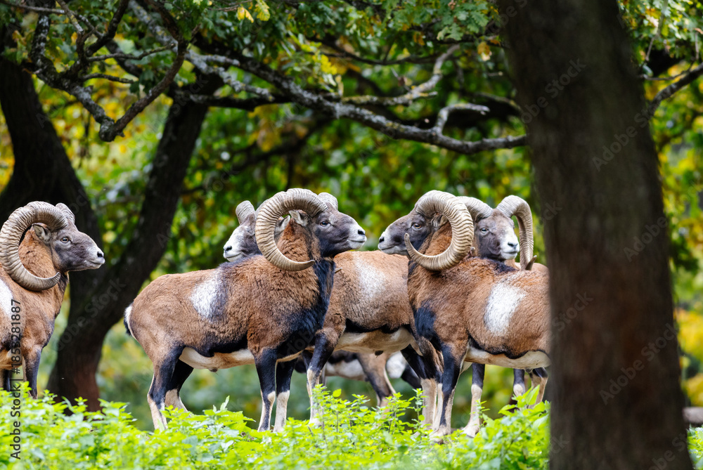 Obraz premium Herd of majestic mouflon standing in forest in autumn