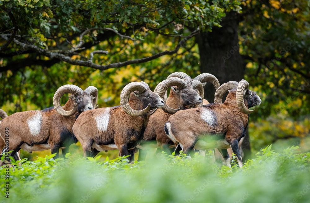 Obraz premium Herd of majestic mouflon standing in forest in autumn