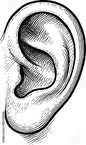 Hand drawn human ear illustration in vintage engraving style black and white sketch
