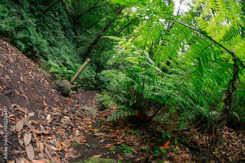 The trail becomes difficult due to mud and the dense foliage of the forest during the winter rains.