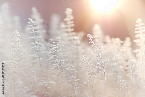 Frost covered mountain mint (Calamintha nepeta). Stunning winter wonderland with herbs. Atmospheric winter scene with morning sunshine and a bokeh effect
