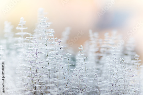 Mountain mint (Calamintha nepeta) covered in frost. Winter wonderland with herbs. Atmospheric winter scene