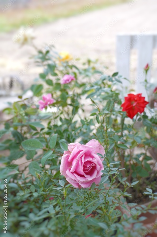 Obraz premium bouquet of roses