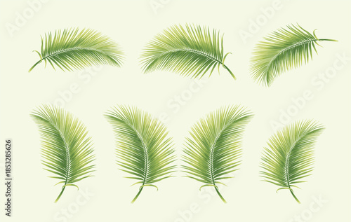 set of palm leaves