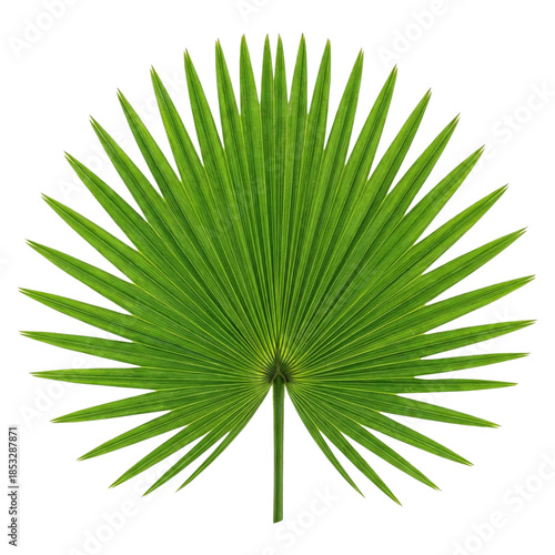 Green palm leaf