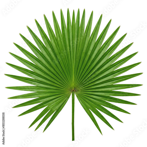 Green palm leaf