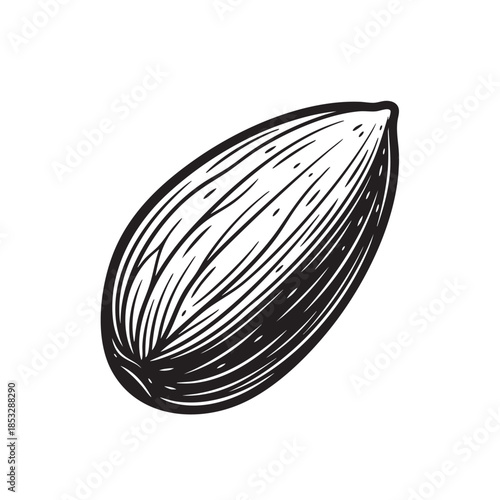 Detailed vector drawing of a single peeled almond, illustrating the texture and form in a classic woodcut style.