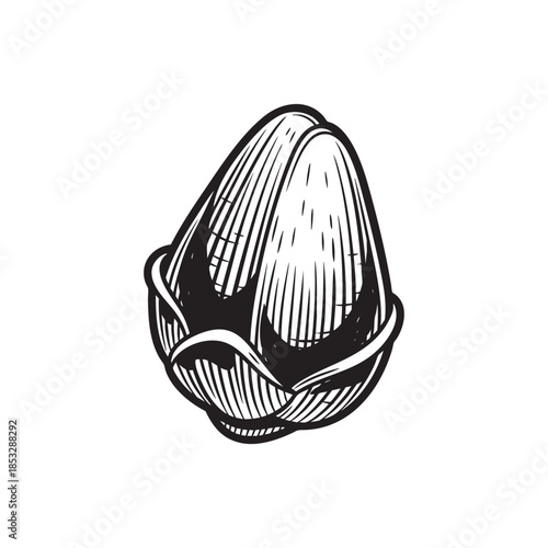Engraving style illustration of a single large seed or nut kernel, depicted with detailed woodcut hatching lines.
