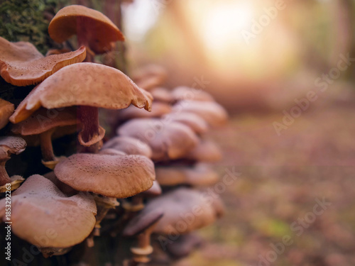 A close up of a cluster of mushrooms with a spider web in the middle. The mushrooms are brown and appear to be growing on a tree. The spider web adds a sense of mystery and intrigue to the scene