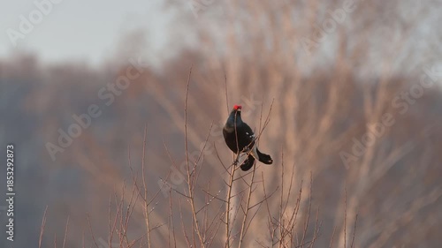 Male black grouse during mating season in spring