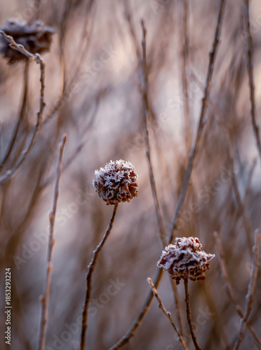 Salix acutifolia branches infected by willow Gall midge, Rabdophaga rosaria, in the winter
