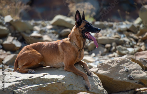 Belgian Malinois shepherd dog Resting on Rocks