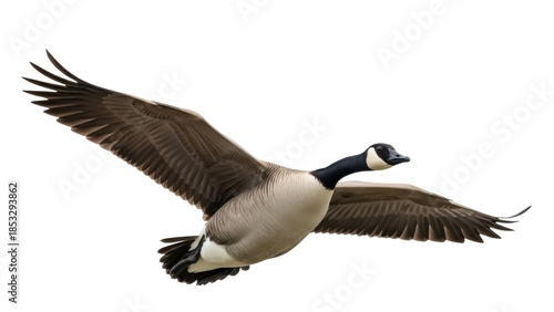 Canada goose flying PNG isolated on transparent background, waterfowl with black neck and brown body, migratory bird for design projects