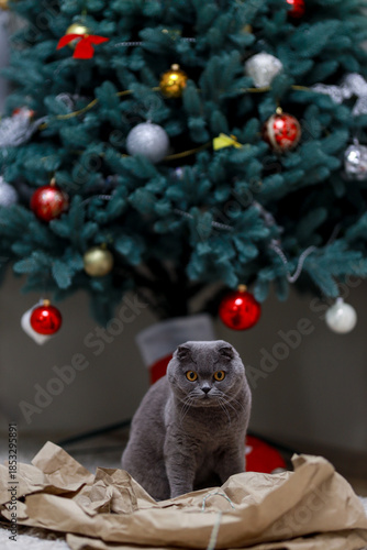 Cat pet animal grey Scottish folded cat with orange eyes playing hide and seek in brown craft paper on carpet beneath decorated New Year Christmas tree indoors cozy festive scene