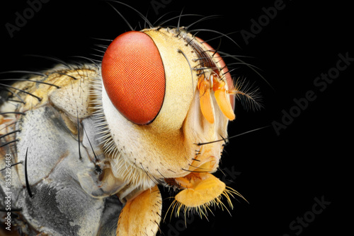 close up of a flies