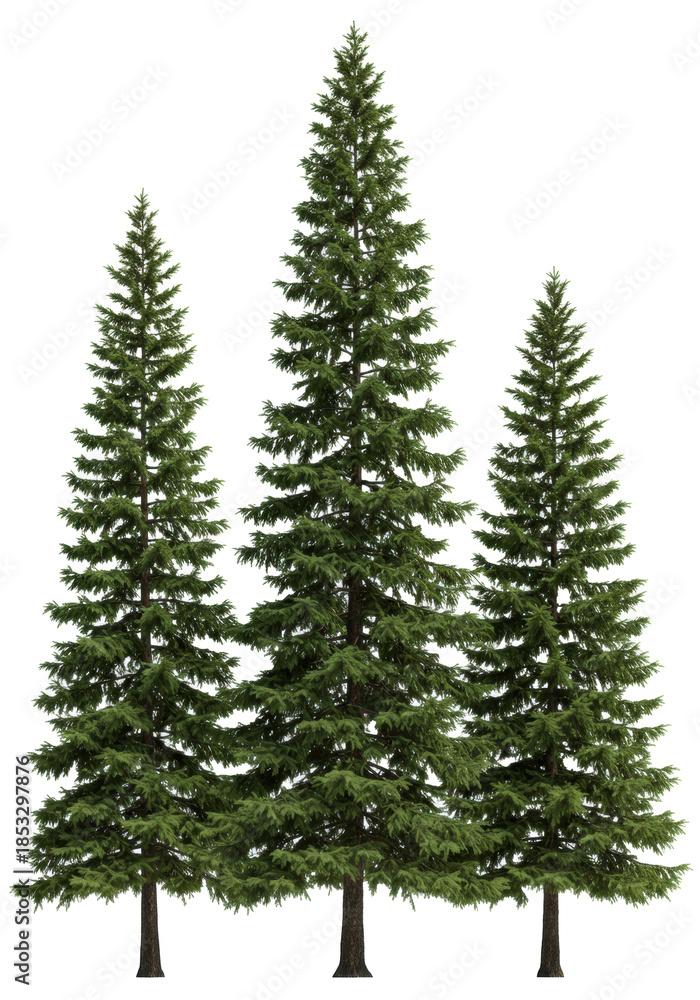 Obraz premium three hyper-photorealistic, tall spruce-fir hybrid trees, ultra-detailed with sharp needles and rich green coloration, studio shot isolated on transparent background for architectural design asset