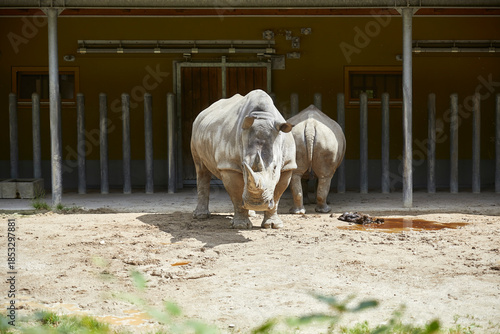 Fotografie Beautiful African white rhinoceros dozing in the sun at the zoo.