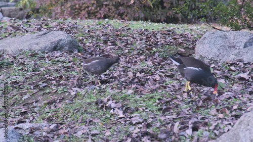 Gallinula chloropus reed water duck, marsh duck, small pigeon-sized waterfowl black bird in natural habitat, ornithology, nature protection