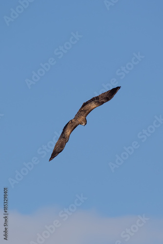 Black Kite (Milvus migrans) - Widespread raptor found in Europe Asia Africa and Australia