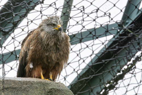 Black Kite (Milvus migrans) - Widespread raptor found in Europe Asia Africa and Australia