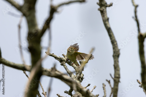 Willow Warbler (Phylloscopus trochilus) - Common in woodlands and gardens across northern Europe