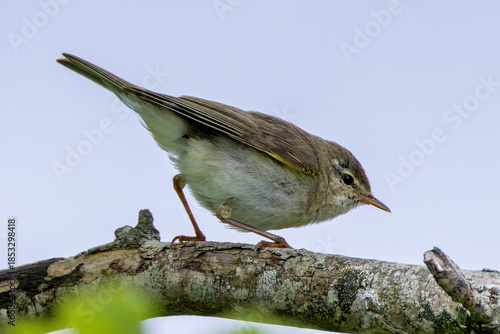 Willow Warbler (Phylloscopus trochilus) - Common in woodlands and gardens across northern Europe