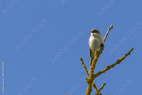 Willow Warbler (Phylloscopus trochilus) - Common in woodlands and gardens across northern Europe