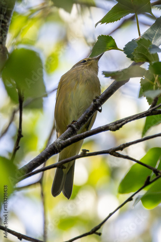 Willow Warbler (Phylloscopus trochilus) - Common in woodlands and gardens across northern Europe