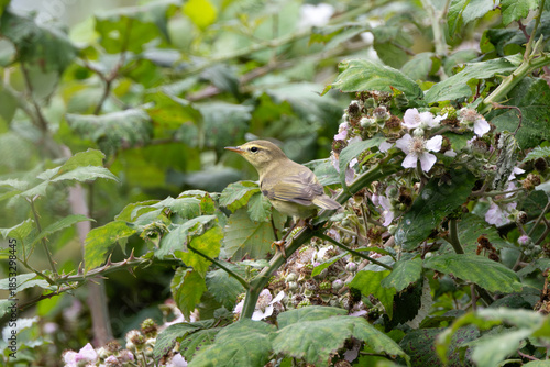 Willow Warbler (Phylloscopus trochilus) - Common in woodlands and gardens across northern Europe