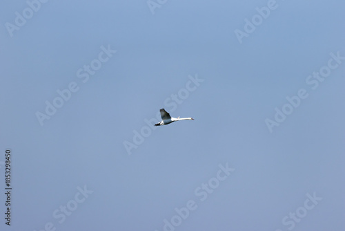 Mute Swan (Cygnus olor) - Common on lakes and rivers throughout Europe and Asia