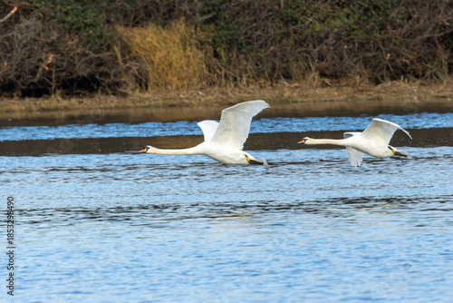 Mute Swan (Cygnus olor) - Common on lakes and rivers throughout Europe and Asia