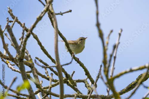 Willow Warbler (Phylloscopus trochilus) - Common in woodlands and gardens across northern Europe