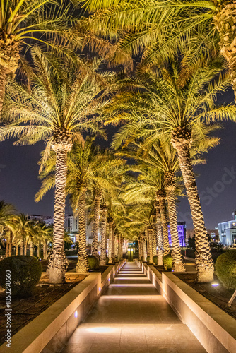Night view of a palm lined path to the Museum of Islamic Art in Doha, Qatar